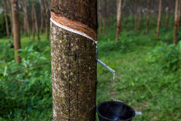 The structure of rubber